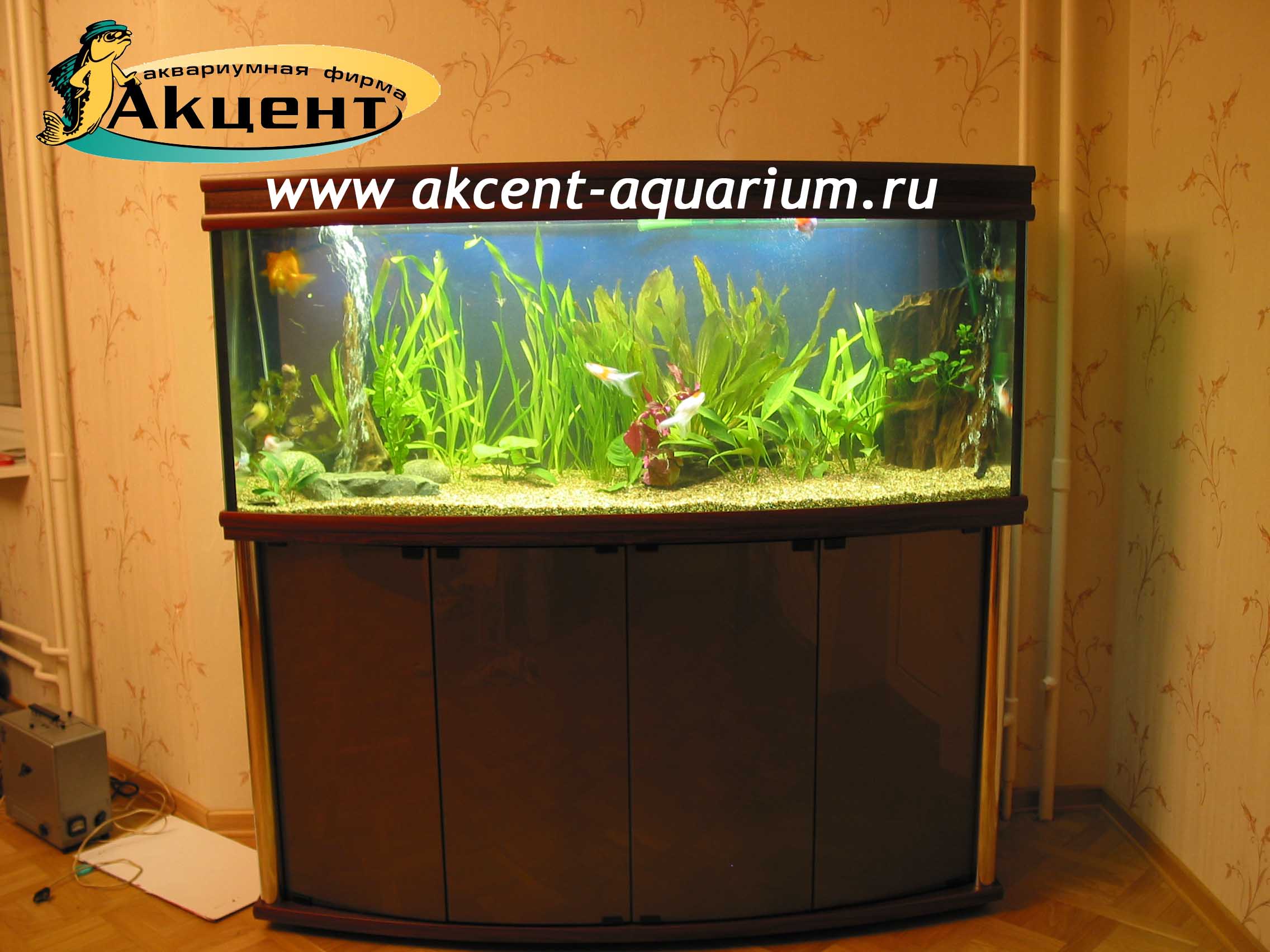 Акцент-аквариум, аквариум 400 литров, с гнутым передним стеклом